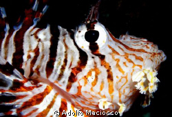 Lionfish Close/up.

 by Adolfo Maciocco 